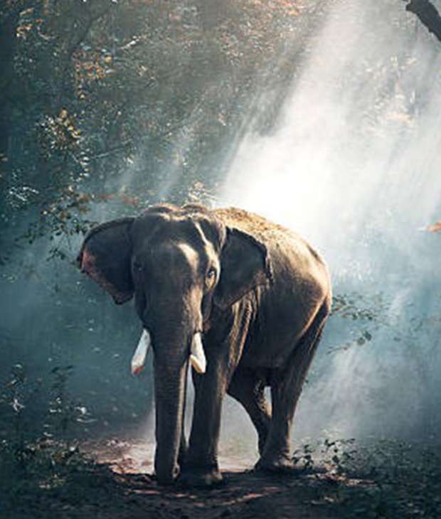 Jim Corbett